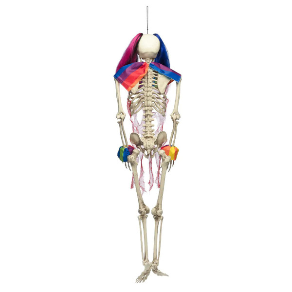 XXL Dekorace "Circus skeleton" (160cm)